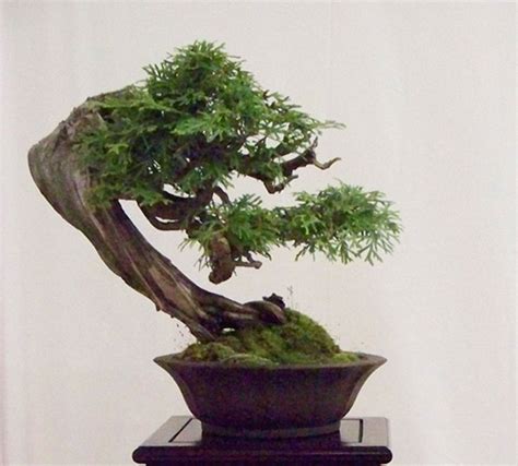 A Powerful Cedar Bonsai (Or Is It?) | Bonsai Bark