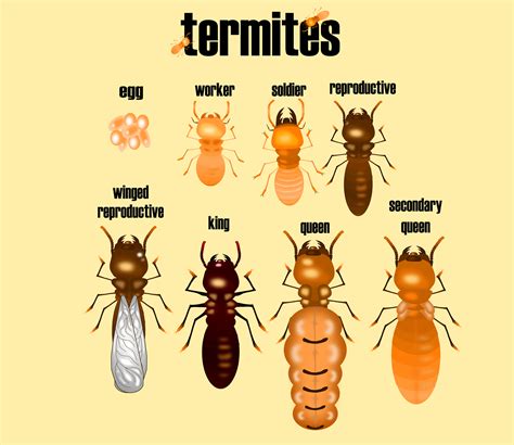 Termites Missouri: Protecting Your Home From These Destructive Insects