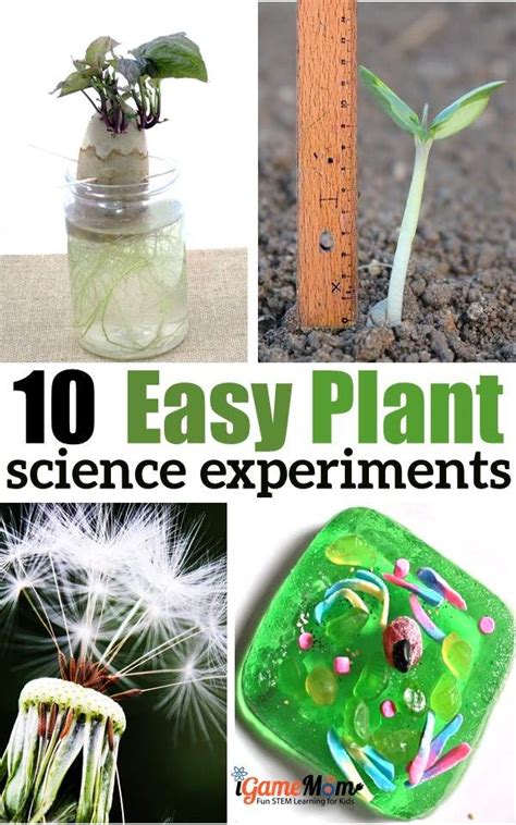 10 Plant Science Experiments for Kids