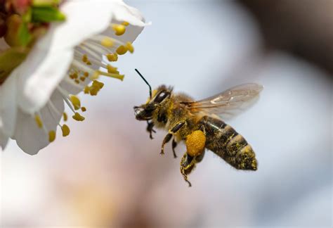 Pollination 101: What everyone needs to know about bees - Fresh Forward