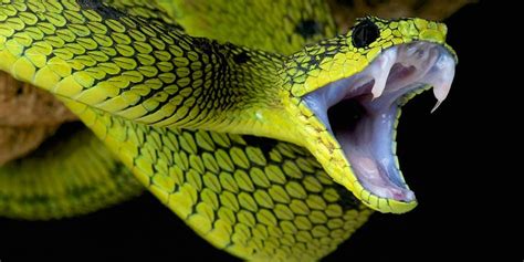 The most venomous snakes – Top 10 | DinoAnimals.com