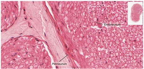 The Peripheral Nervous System · Anatomy and Physiology