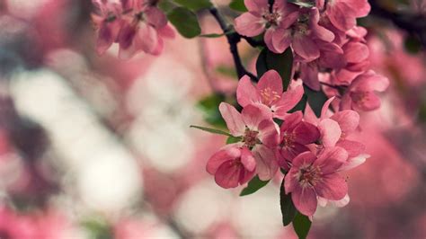 40+ Cherry Blossom Wallpapers 1920x1080 | Wallpaper HD