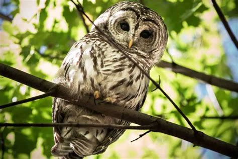 Owl Eye Anatomy: Why Do Owls Have Large Eyes?