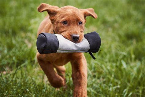 Fox Red Labrador: Guide to This Striking Labrador Color - Labrador Wise