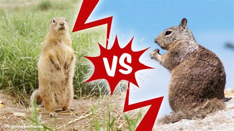 The Underground World: Gopher vs. Groundhog