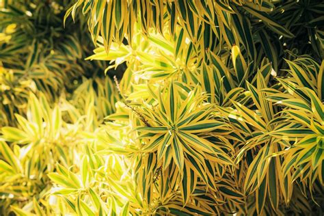 Song Of India Plant Care: Learn About Growing A Variegated Dracaena Plant