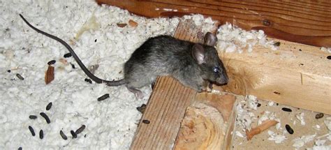 Is rat feces dangerous to touch or breathe?