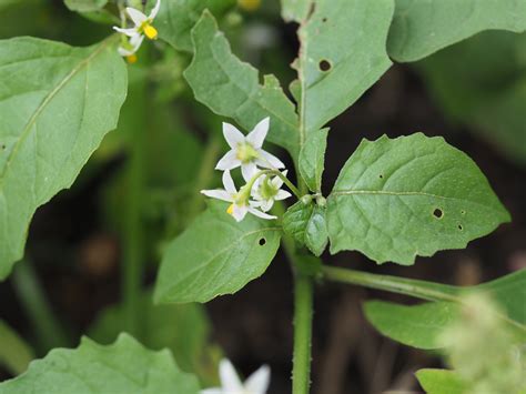 Maryland Biodiversity Project - Eastern Black Nightshade (Solanum ...