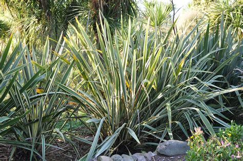 How to Successfully Grow New Zealand Flax: A Field Guide to Planting ...