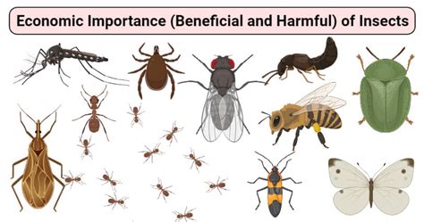 Economic Importance (Beneficial and Harmful) of Insects