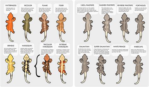 A brief guide to crested gecko morphs : r/HelpMyHusbandry