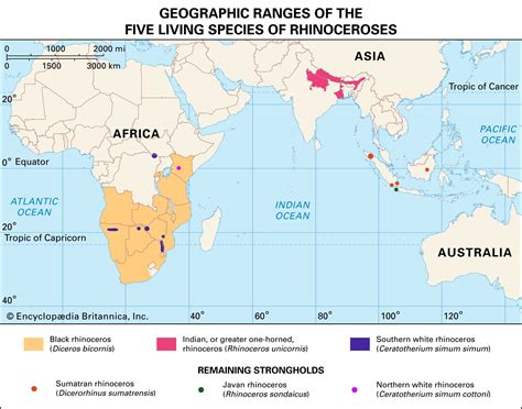 Javan rhinoceros | Population, Habitat, & Facts | Britannica