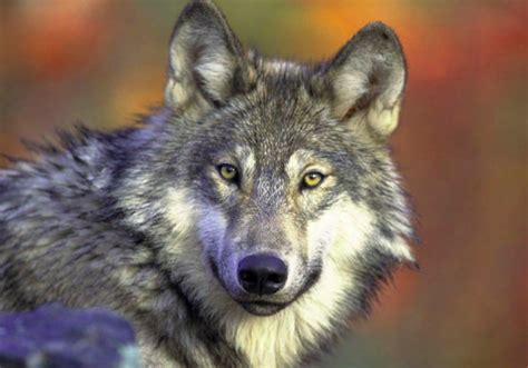 The science behind Colorado’s wolf re-introduction and why people are ...