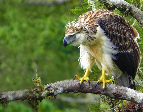 Rules of the Jungle: Philippine Eagle