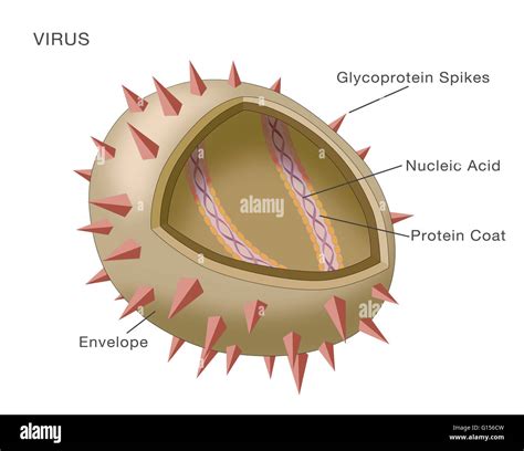 Viral Structure Diagram