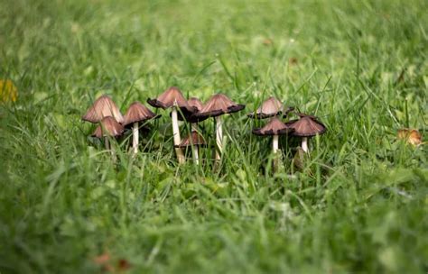 How to Avoid Poisonous Yard Mushrooms That Can Harm Your Pets or Kids ...