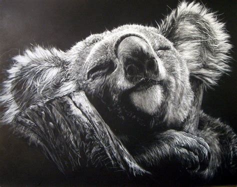 koala scratchboard by Lesley Barrett | ART | Pinterest | Best ...