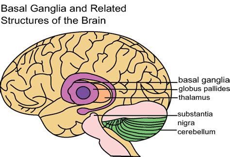 Brain Lobe Anatomy - Anatomy Book