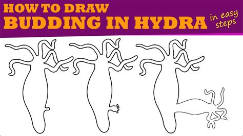 The Best 5 Budding In Hydra Class 10 Diagram - neontrendage