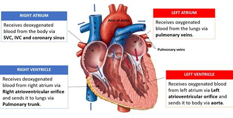 Heart Explained For Kids