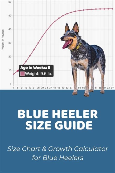 Interactive Blue Heeler (Australian Cattle Dog) Growth Chart and ...