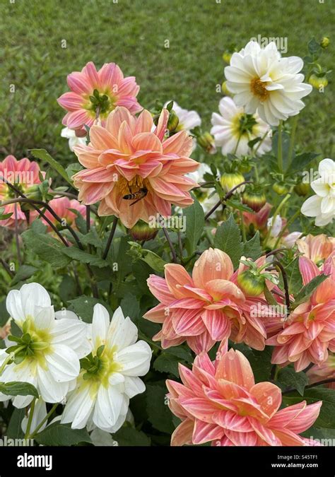 Honey bee busy collecting nectar -Raja Seat Garden Madikeri Stock Photo ...