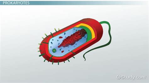 Eukaryotes & Prokaryotes | Definition, Characteristics & Examples ...