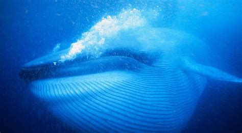 Blue Whales Use 360 Degree Body Rolls to Get at Krill