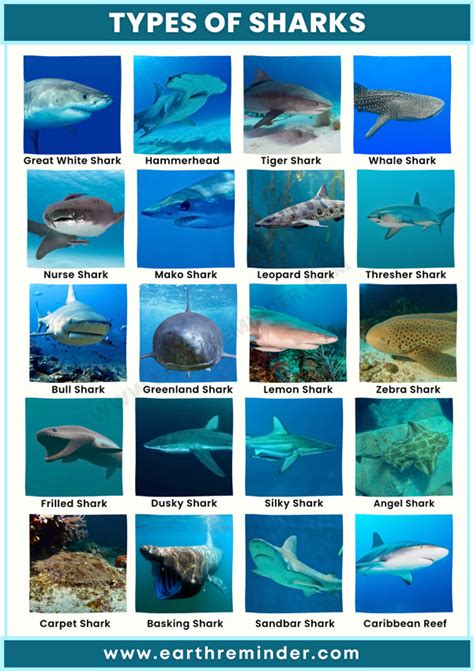 Different Types of Sharks | 21 Shark Species With Pictures