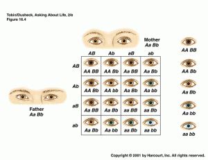 What color are your eyes exactly?