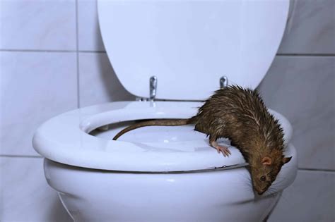 How Rats Can Enter Your Home Through Your Toilet