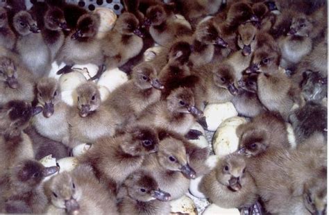 Khaki Campbell Duck for Sale - Duck Hatchery | Cackle Hatchery® | Khaki ...