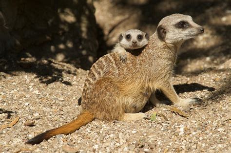 Zoo News Digest: New meerkat manor planned for Bristol Zoo Gardens