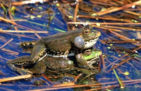 Bullfrog - Description, Habitat, Image, Diet, and Interesting Facts