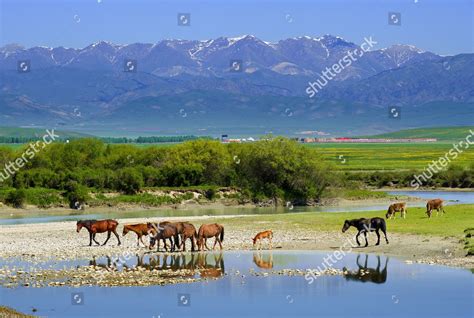 Herding Yili Horses Across Kunes Grassland Editorial Stock Photo ...