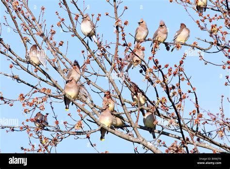 Cedar Waxwing Flock perching in Maple Tree Stock Photo - Alamy