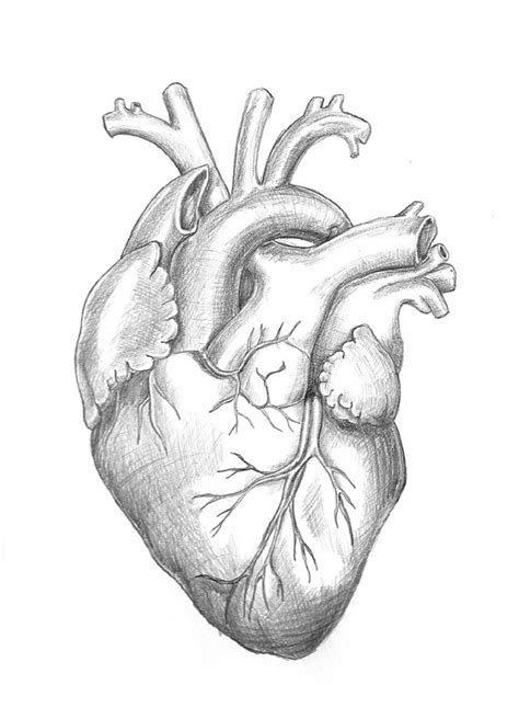 Realistic Heart Drawing at GetDrawings | Free download