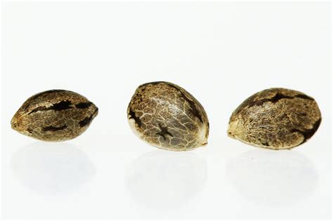 The 3 Different Types of Cannabis Seeds | Know Before You Grow