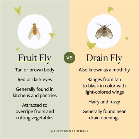 Gnat Vs Fruit Fly: What's The Difference And How To Get Rid Of Them ...