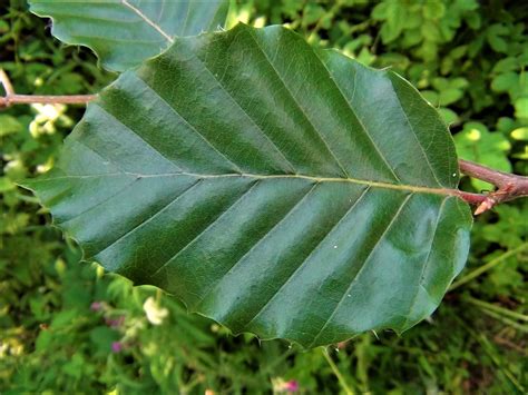 Beech Tree, Fagus sylvatica