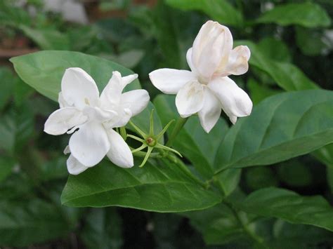 Jasminum sambac - Arabian jasmine plant care and culture | Travaldo's blog