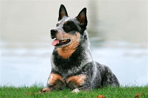 Types Of All Dog Breed Names A to Z | Animals Super Store