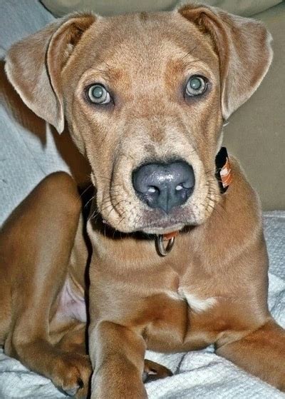 16 Weimaraner Mixes: Grey Ghost Companions Like No Other!