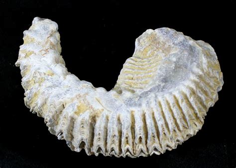 Cretaceous Fossil Oyster (Rastellum) - Madagascar (#23611) For Sale ...