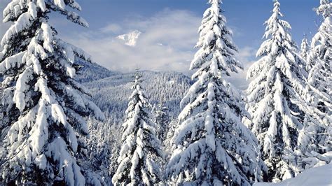 Snowy Trees Wallpapers - Wallpaper Cave