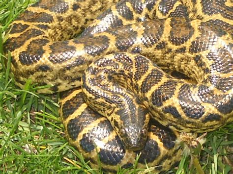 18 best Yellow Anaconda images on Pinterest | Anaconda snake, Reptiles ...