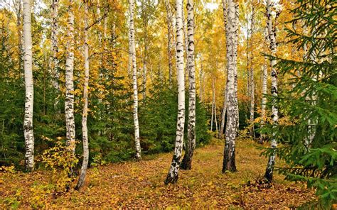 Birch Trees Autumn Wallpapers - Wallpaper Cave