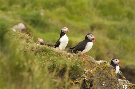 Premium Photo | Puffins on the cliffs of vestmannaeyjar