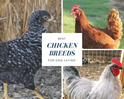 Best Chicken Breeds for Egg Laying